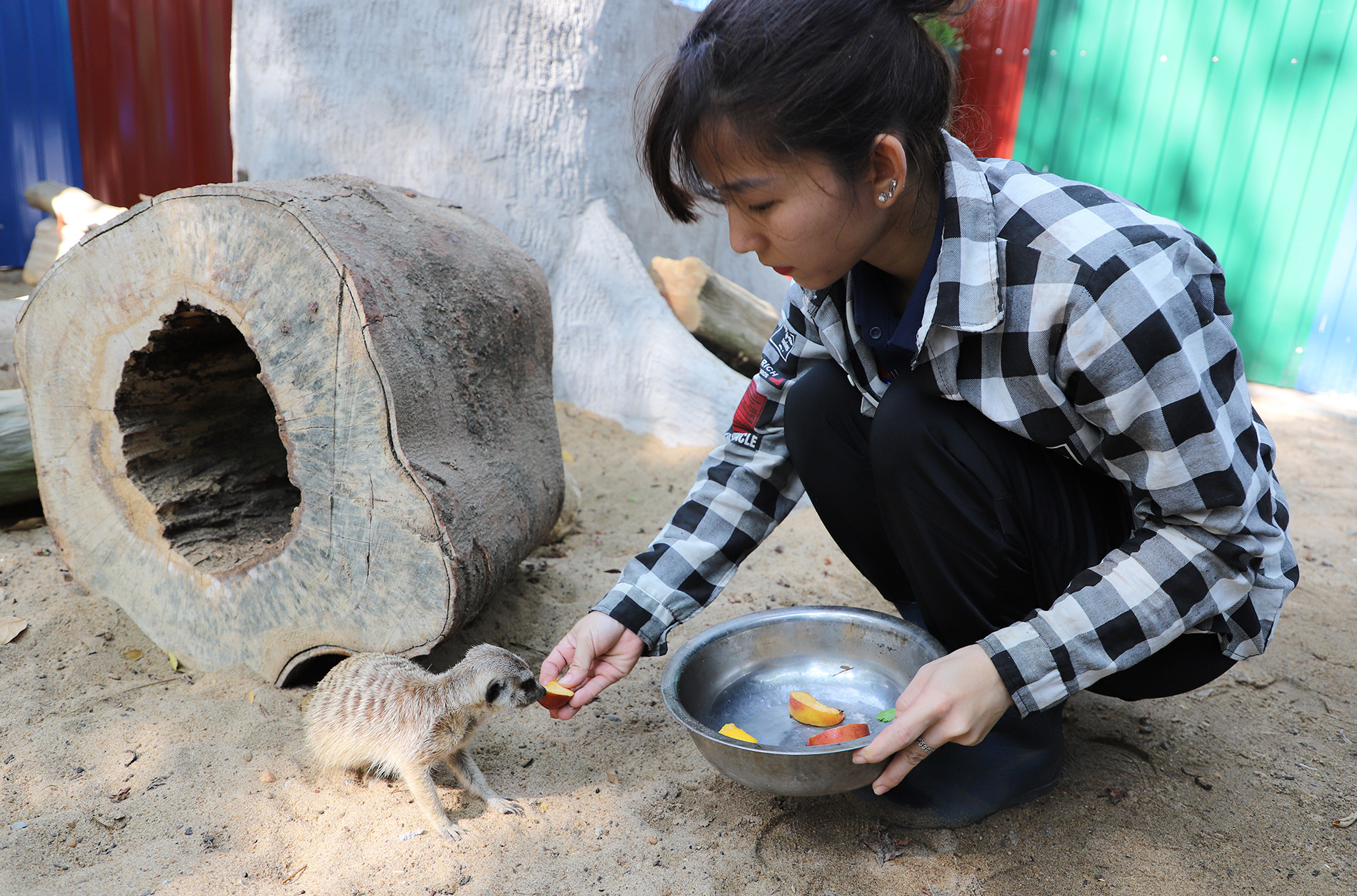 Ngựa lùn 23.jpg