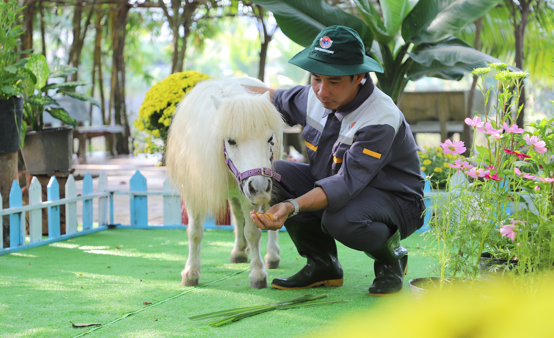 Bé ngựa cái tên Trắng (đang mang bầu) được nhân viên chăm sóc.