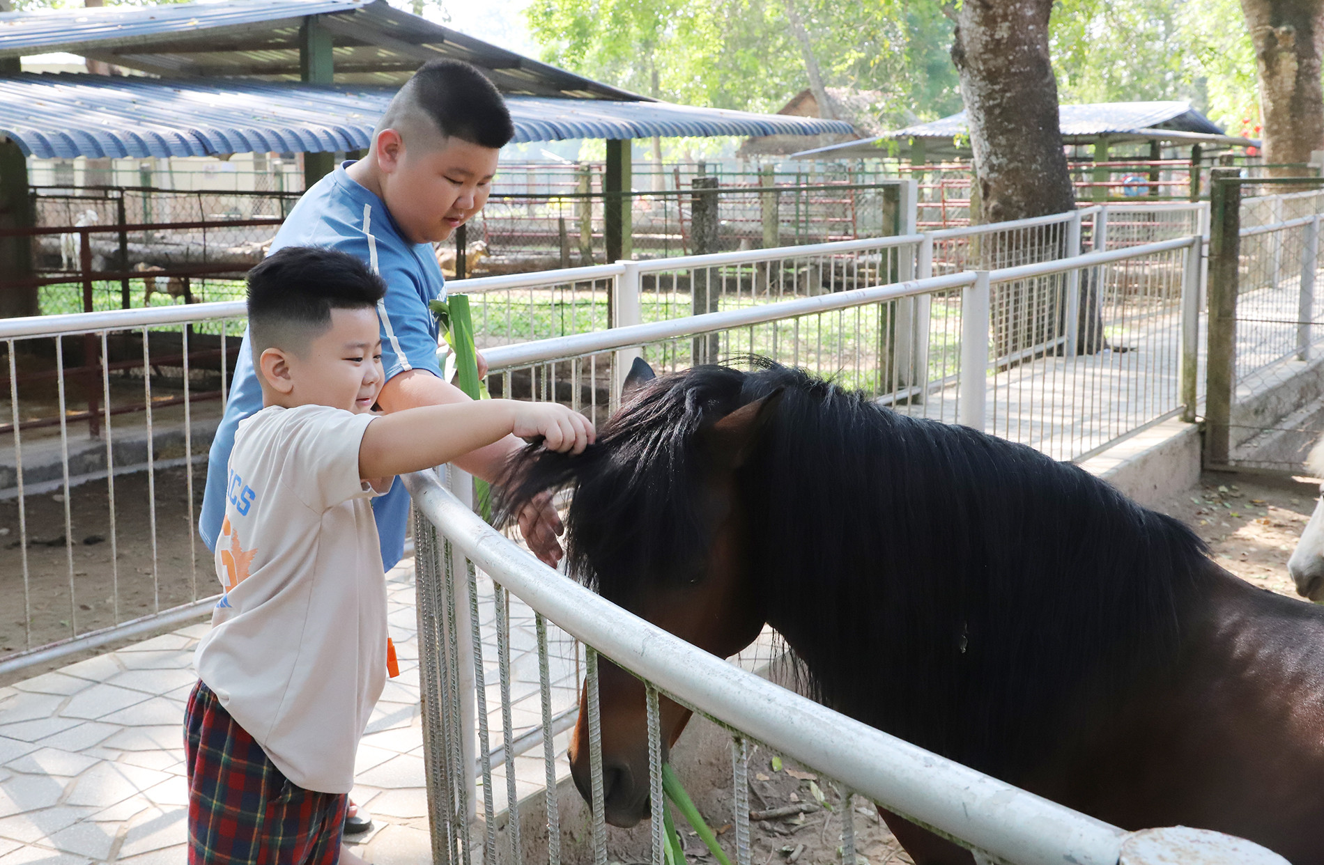 Các em nhỏ thích thú cho ngựa ăn cỏ, vuốt ve, sờ đầu dưới sự hướng dẫn của nhân viên trại.