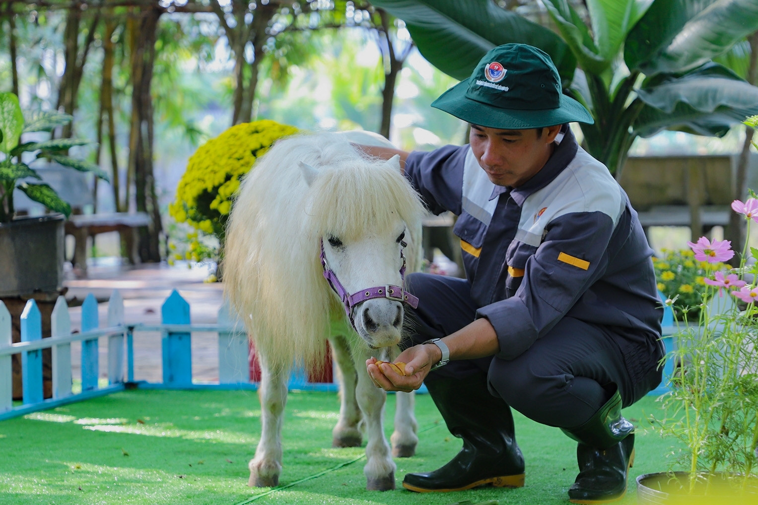 Du khách thích thú xem cặp ngựa lùn 'độc nhất vô nhị' ở miền Tây
