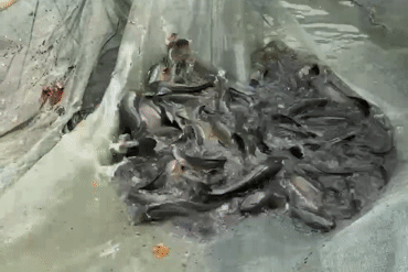 Làng nuôi cá lóc ở Đồng Nai tất bật 'chốt đơn' trước ngày vía Thần Tài