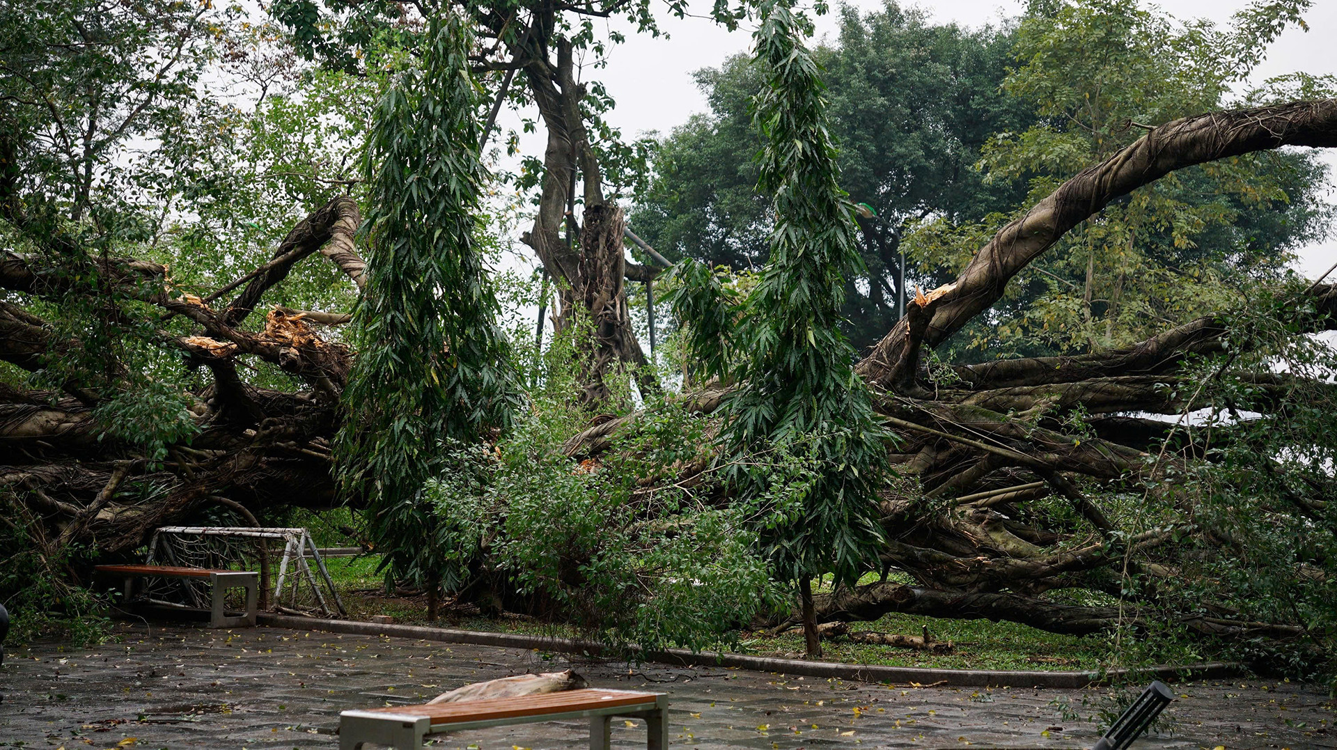 Cây si lớn bất ngờ gãy đổ trong vườn hoa ở Hà Nội, 1 người bị thương
