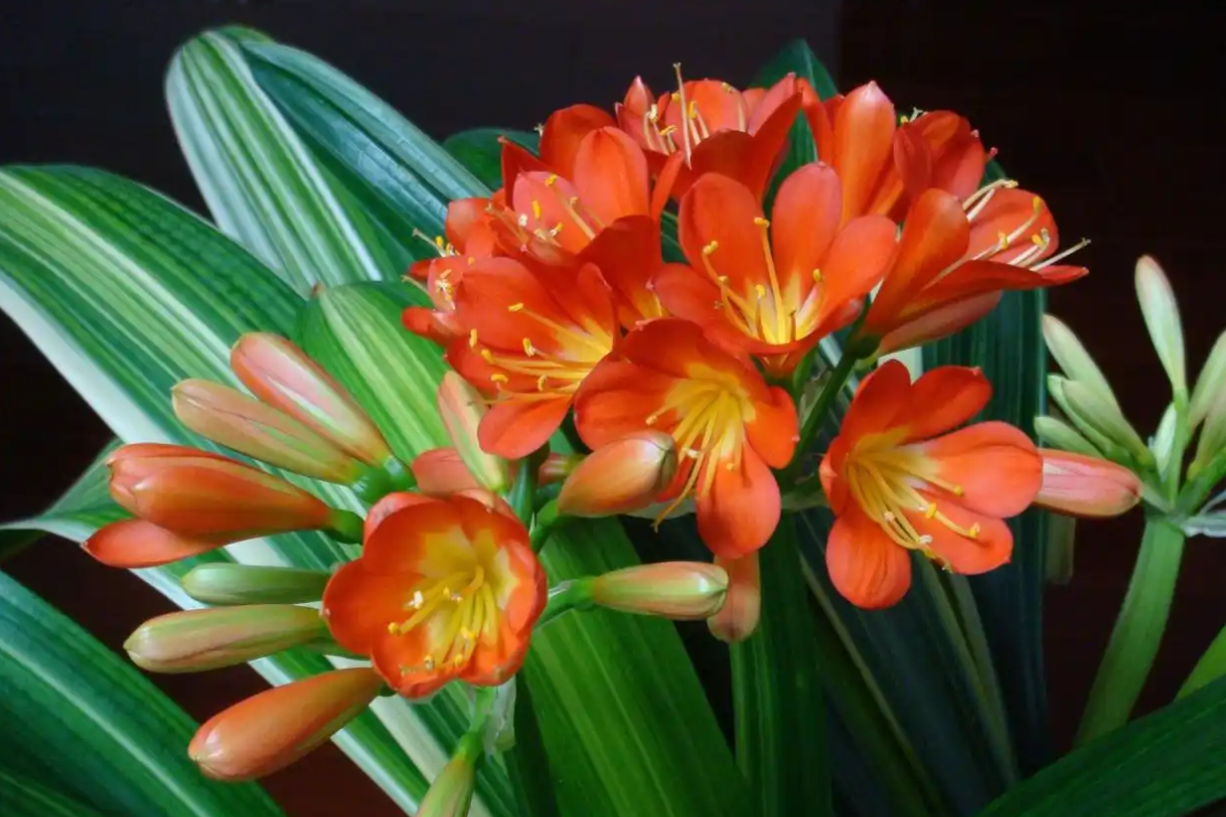 Đặt 6 loại cây này trước ban thờ Thần Tài để thu hút tài lộc