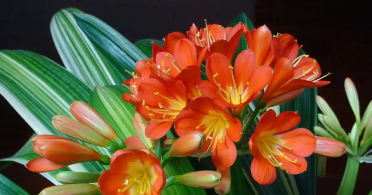 Đặt 6 loại cây này trước ban thờ Thần Tài để thu hút tài lộc