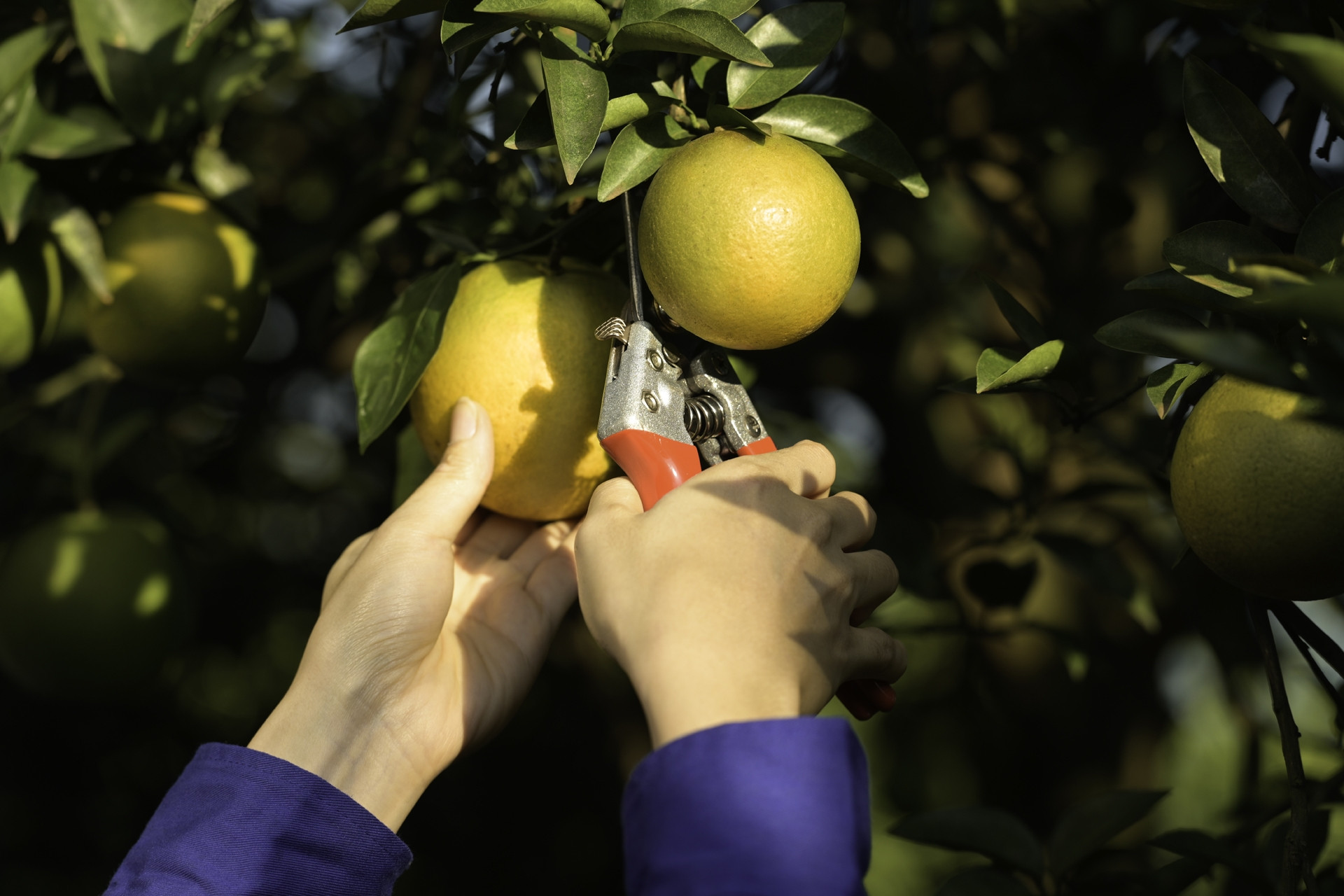 Hoàn thiện hệ thống dữ liệu nông nghiệp để nâng chất lượng dự báo thị trường