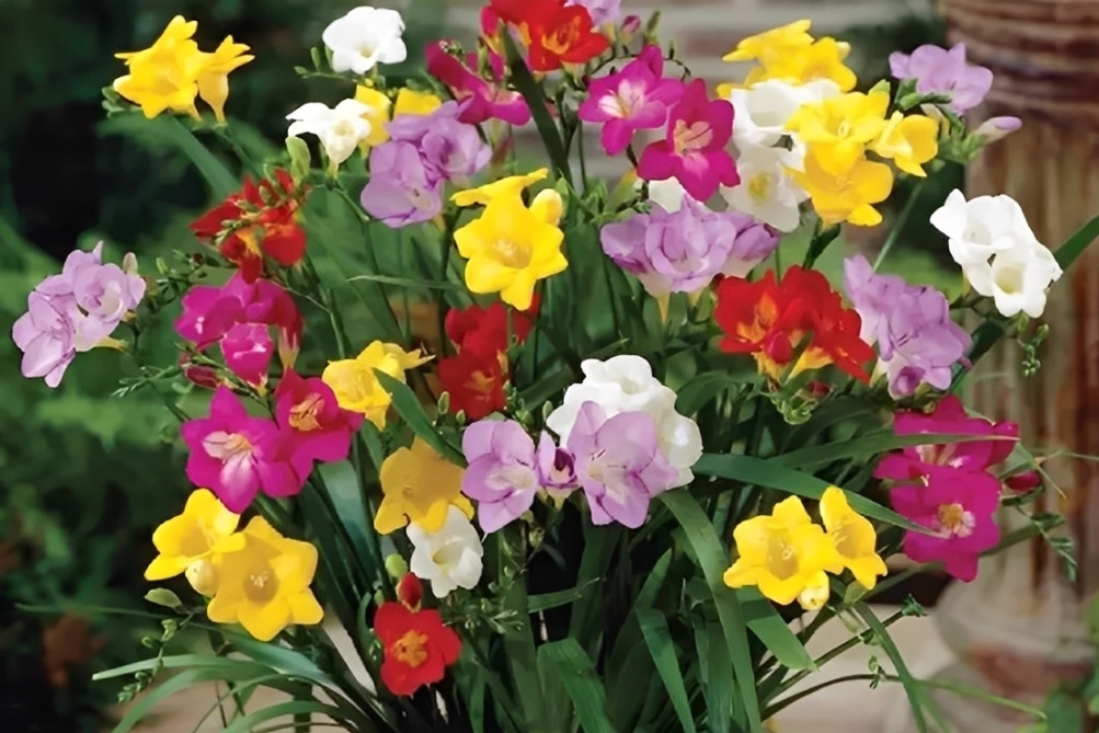  Loài hoa nhỏ đang xuất hiện ngày càng nhiều trong nhà phố, căn hộ cao cấp 