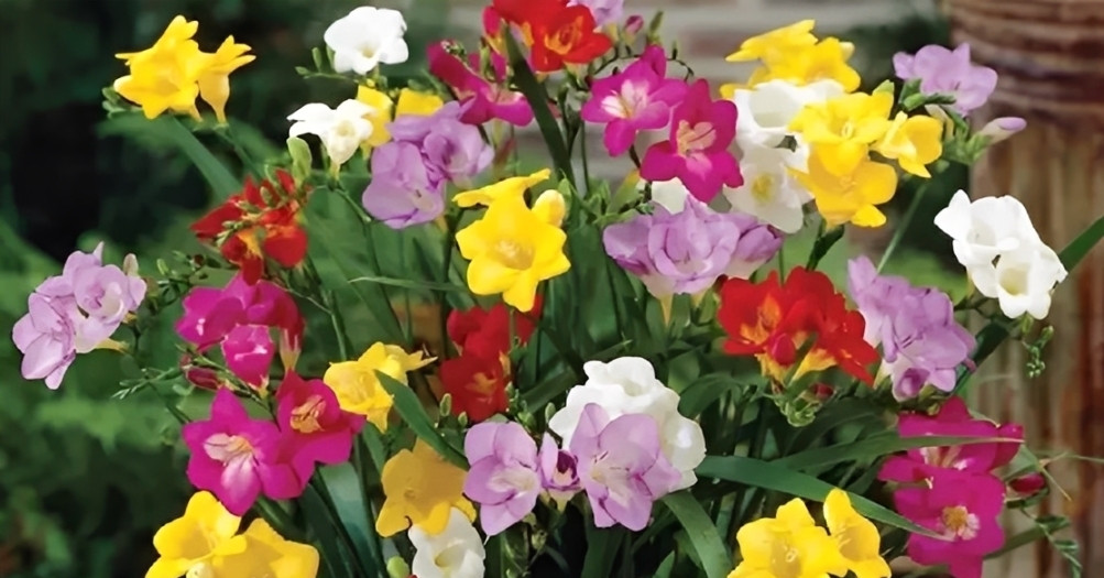 Loài hoa nhỏ đang xuất hiện ngày càng nhiều trong nhà phố, căn hộ cao cấp