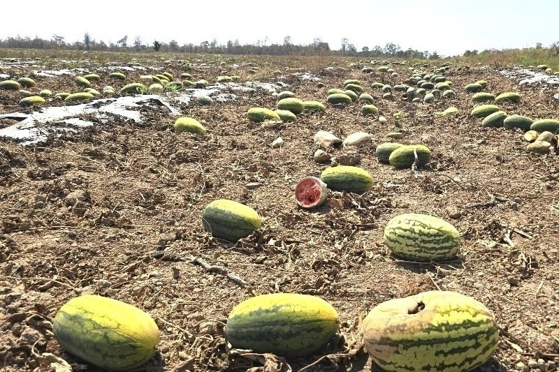 Thương lái bỏ thu mua, hàng trăm tấn dưa hấu bị bỏ thối gây thiệt hại lớn
