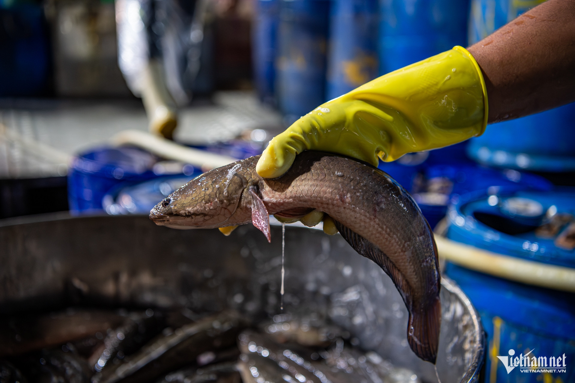 W-Cá lóc chuẩn bị vía thần tài (chợ Bình Điền) Tuấn Hùng 57.jpg