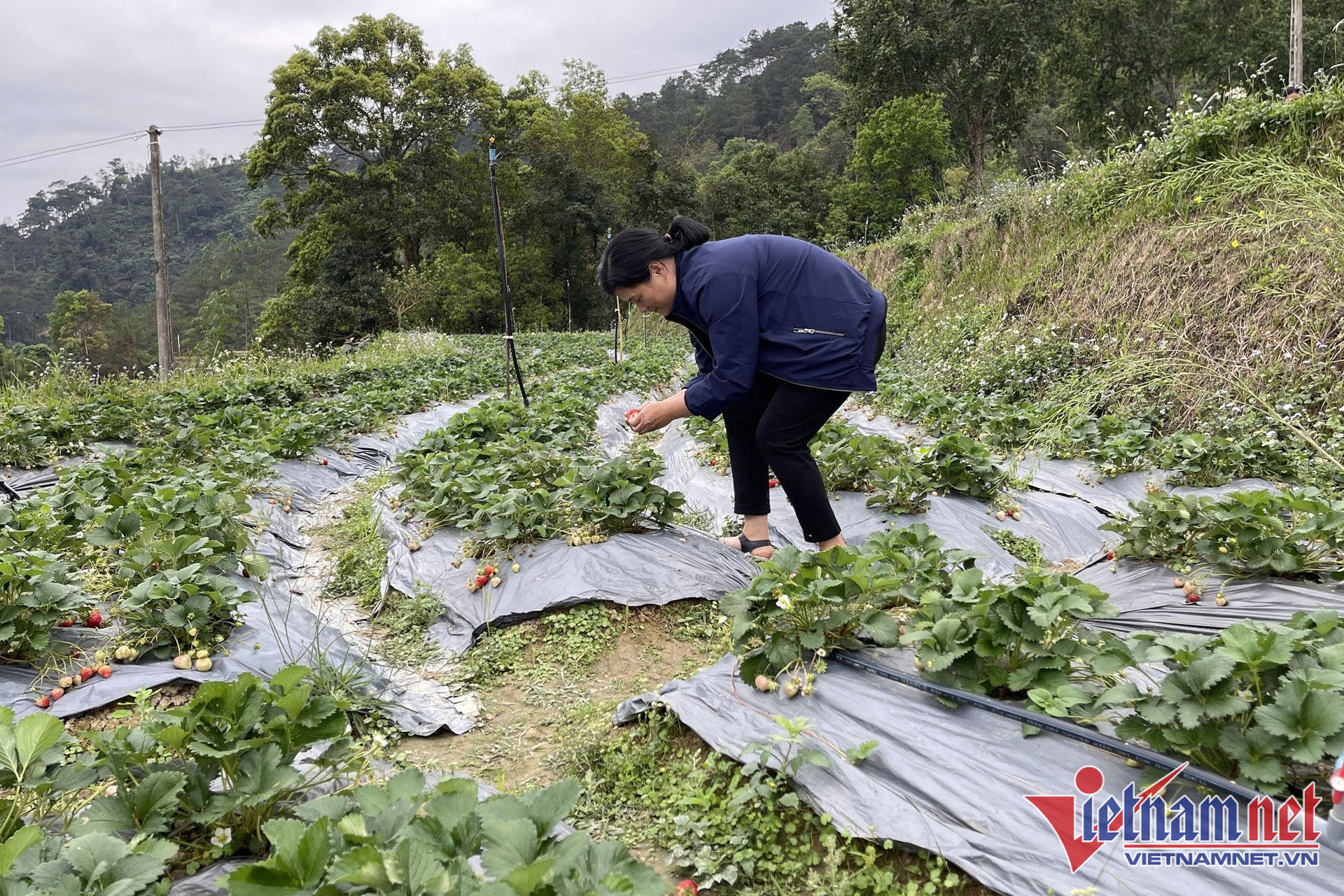 W-thi truong nong san 02.jpg