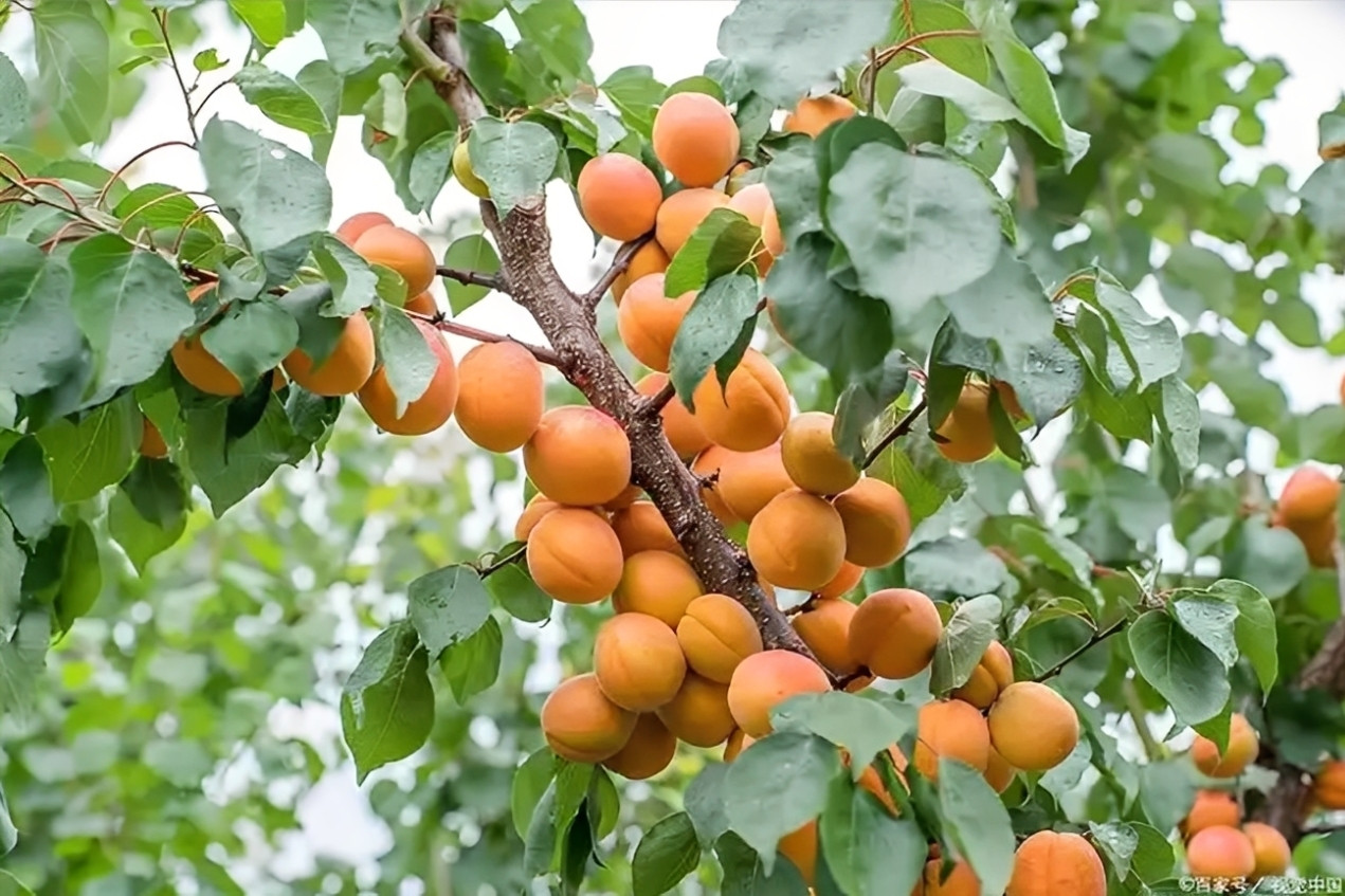 4 loại cây người xưa thường tránh trồng sát nhà