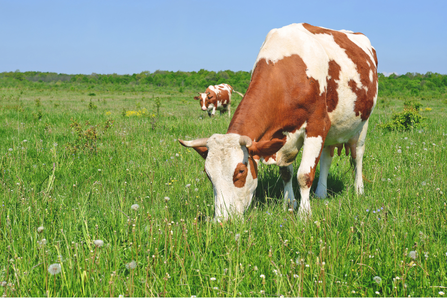 Little Étoile - giải pháp chăm sóc toàn diện cho mẹ và bé từ Úc anh 2.png