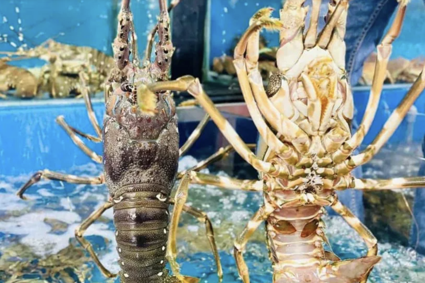 Lý do Trung Quốc bao mua gần như toàn bộ tôm hùm xuất khẩu của Việt Nam