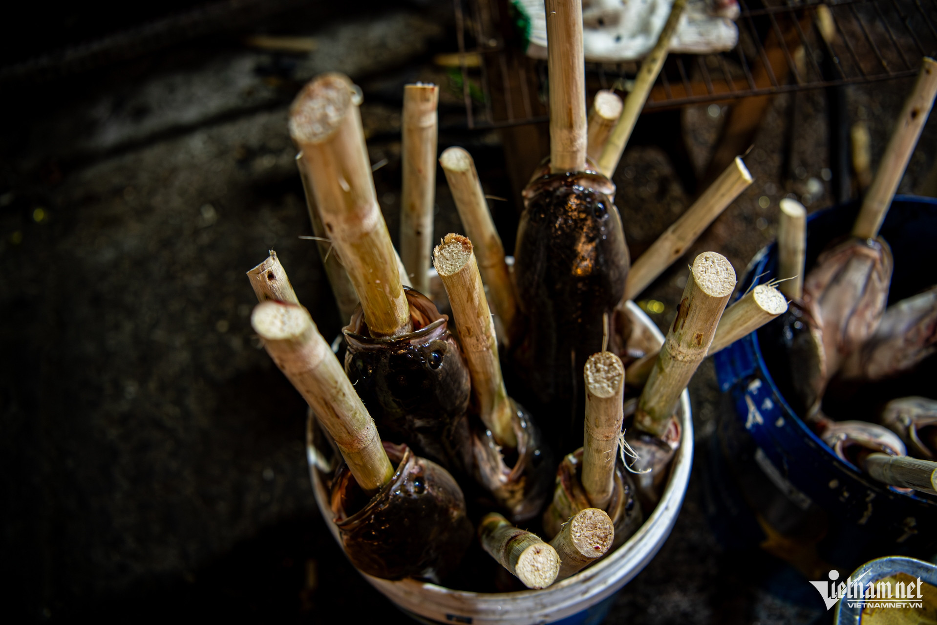 W-Thủ phủ cá lóc tại TPHCM Tuấn Hùng 11.jpg