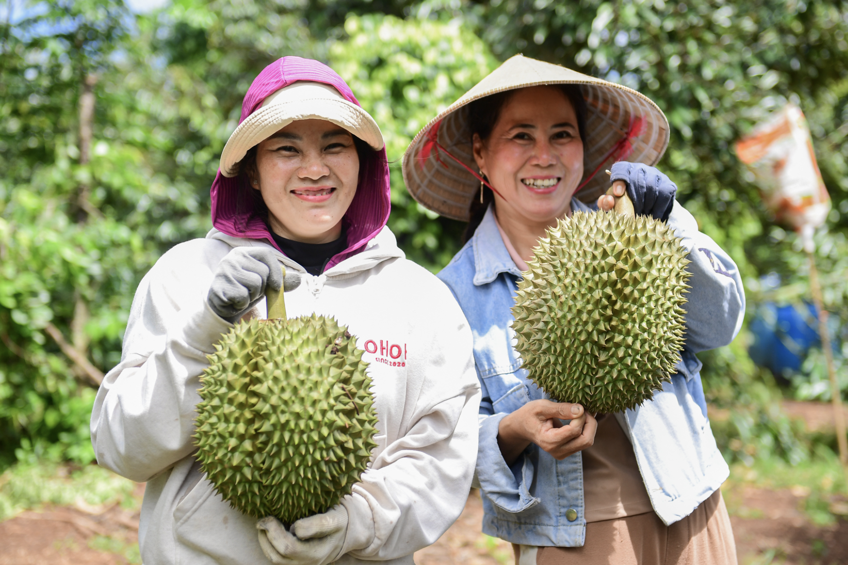 Việt Nam có thể vượt Thái Lan, thành nước xuất khẩu sầu riêng lớn nhất thế giới