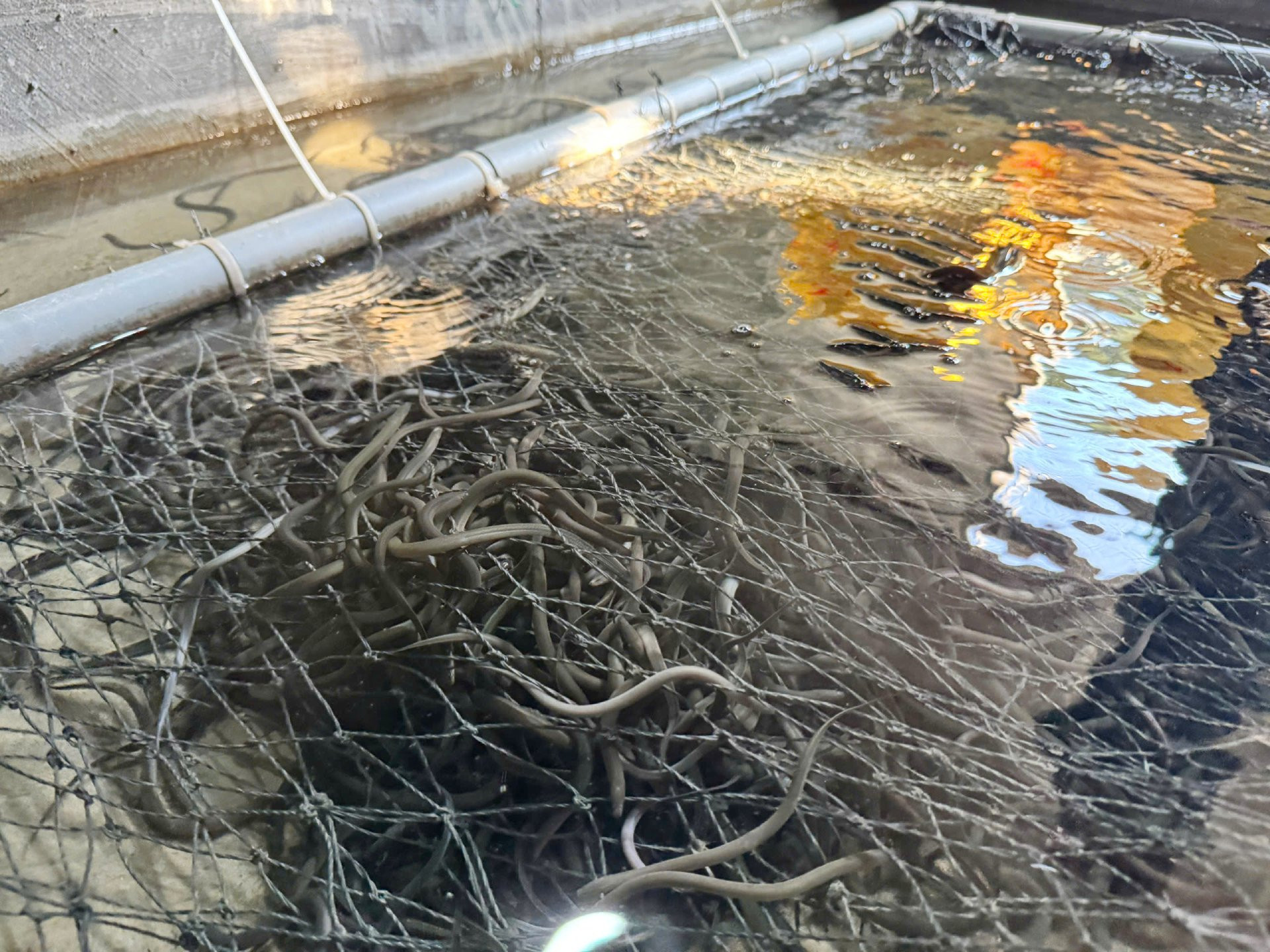 a nuôi lươn5.jpg