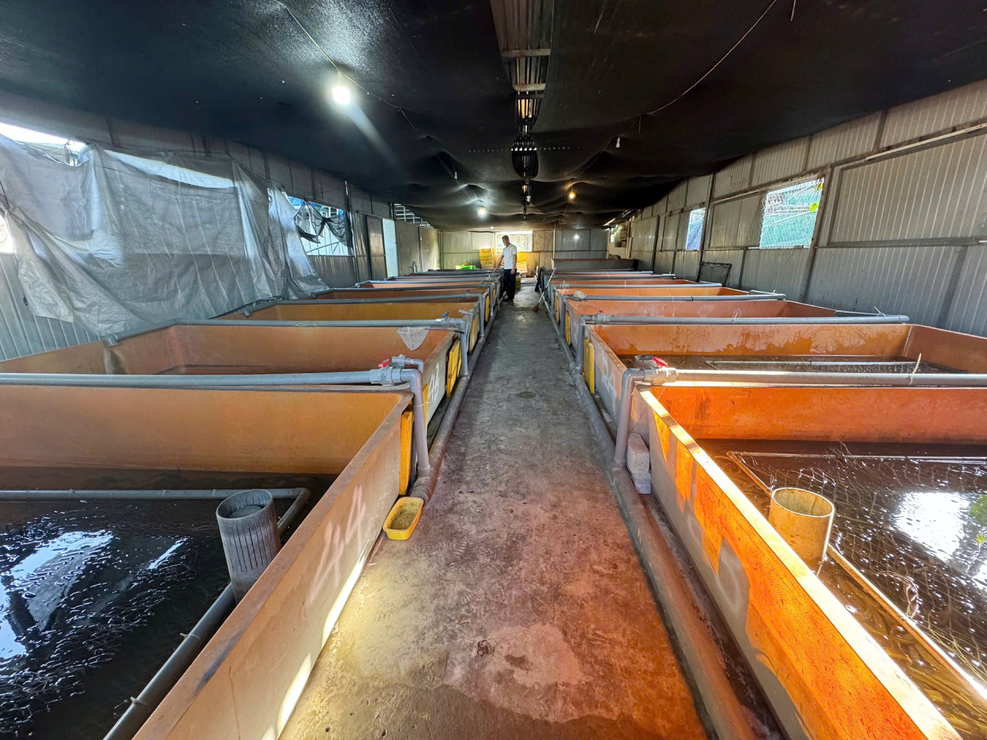 a nuôi lươn7.jpg