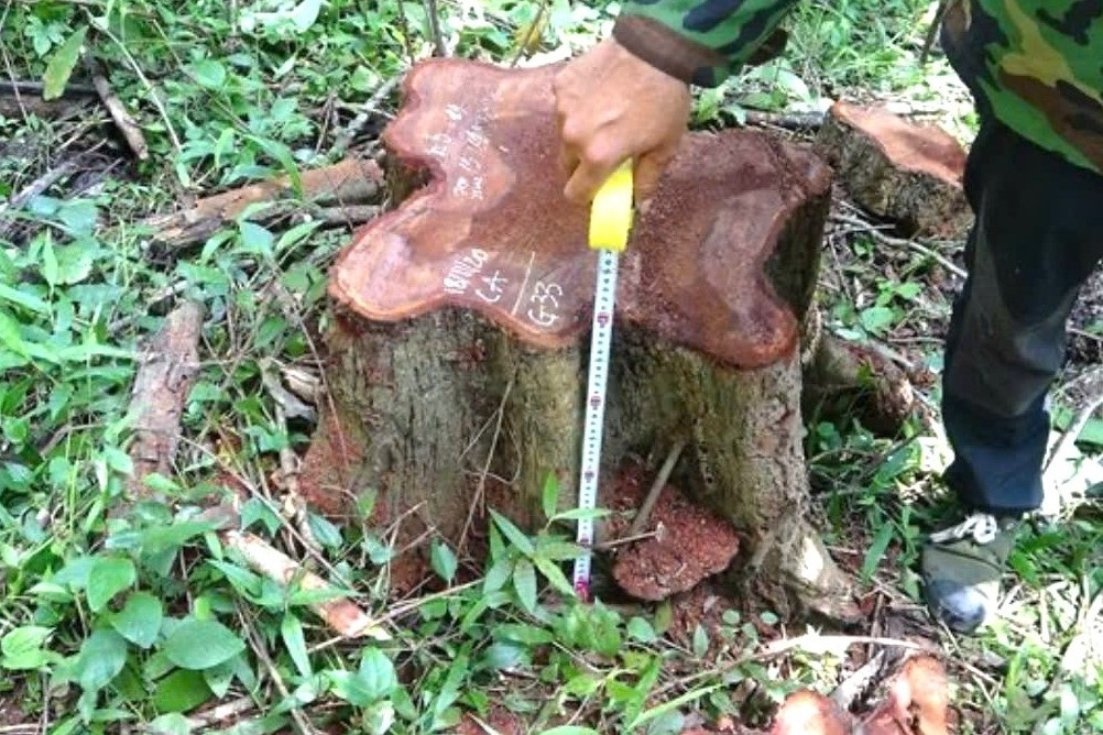 Giám đốc Công ty Lâm nghiệp Ea Kar bị bắt vì nhận hối lộ