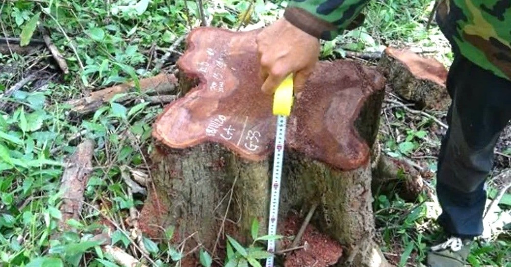 Giám đốc Công ty Lâm nghiệp Ea Kar bị bắt vì nhận hối lộ