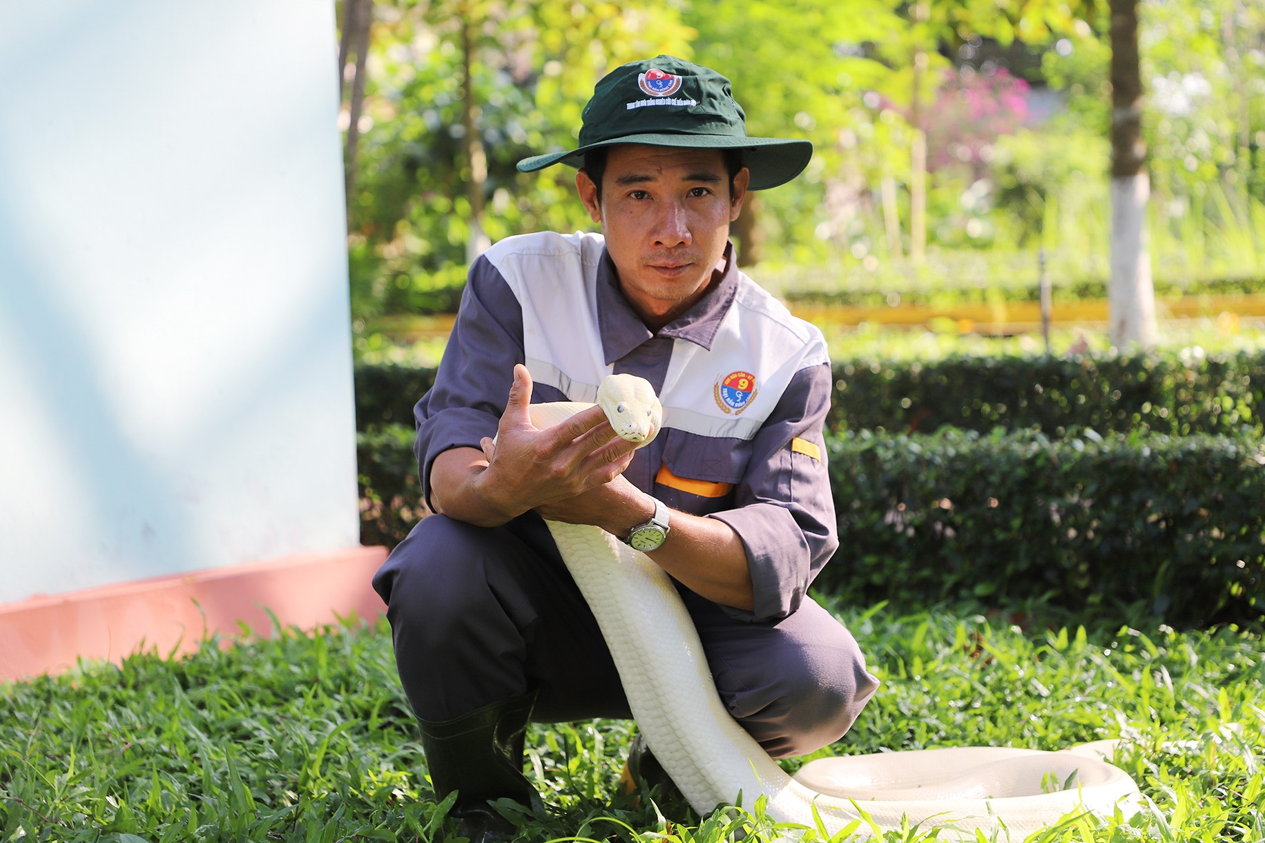 Những con trăn bạch tạng quý hiếm, đẹp lạ trong trại rắn lớn nhất miền Tây