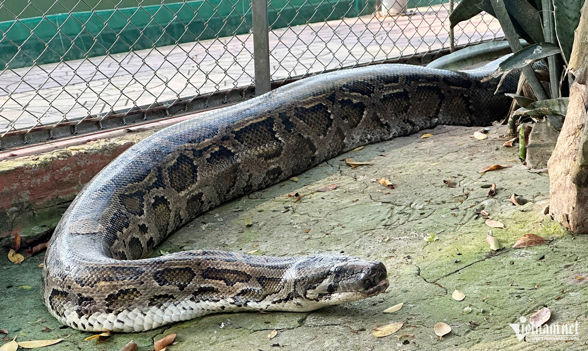 W-bảo tồn trăn.jpg