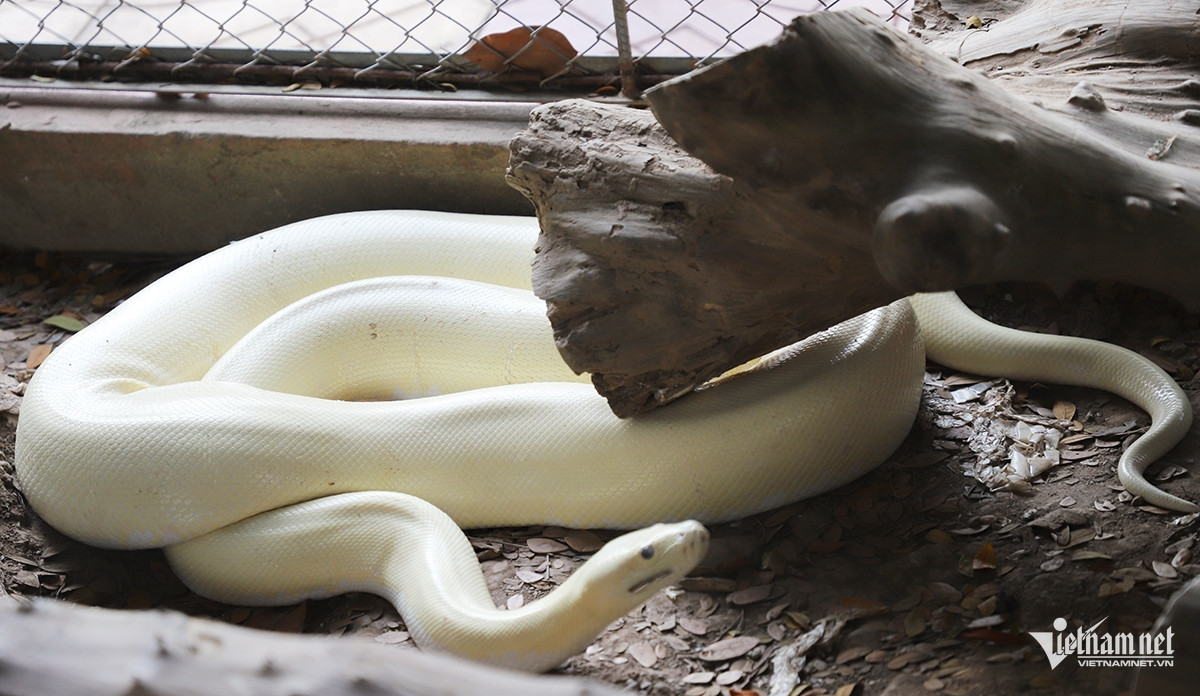 W-Trăn bạch tạng.jpg