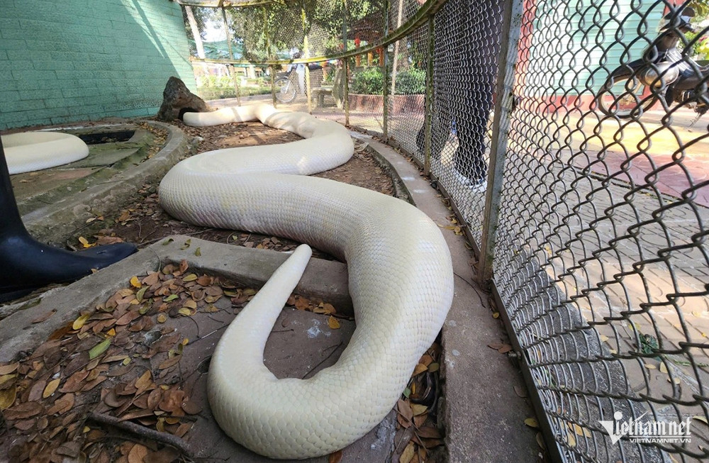 W-Trăn bạch tang 4.jpg