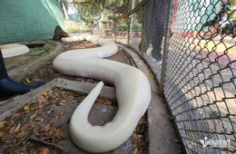 W-Trăn bạch tang 4.jpg