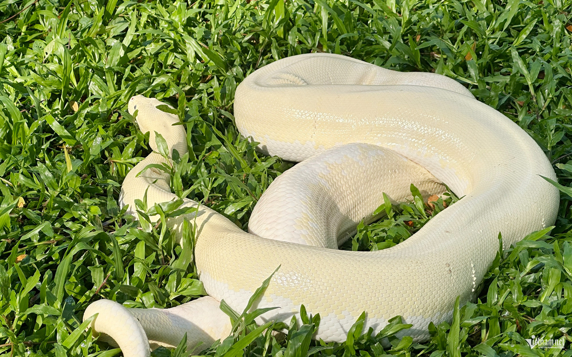 W-Trăn bạch tạng 45.jpg