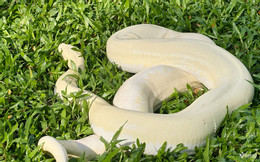 W-Trăn bạch tạng 45.jpg