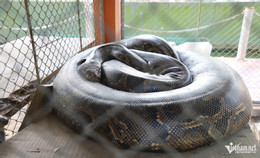 W-Trăn bảo tồn 4.jpg