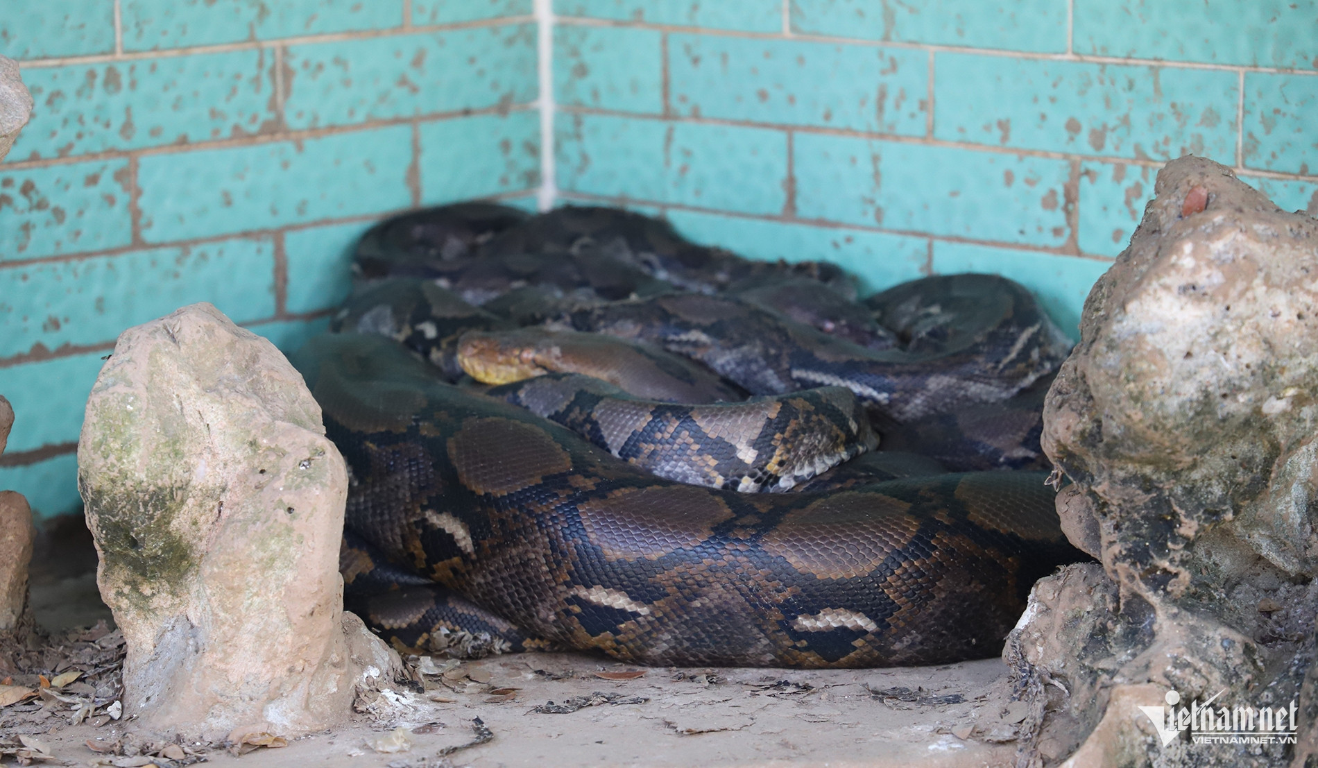 W-Trăn bảo tồn 567.jpg