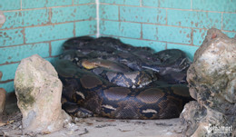 W-Trăn bảo tồn 567.jpg