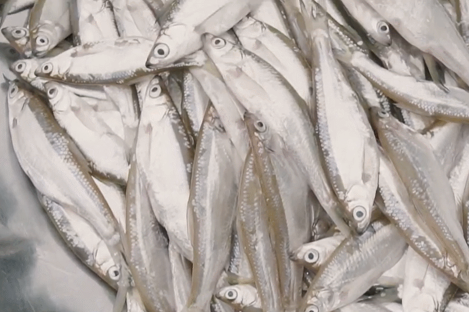  Đặc sản 'trời ban' ở Phú Thọ thịt béo, thơm, chiên giòn hay kho đều ngon 