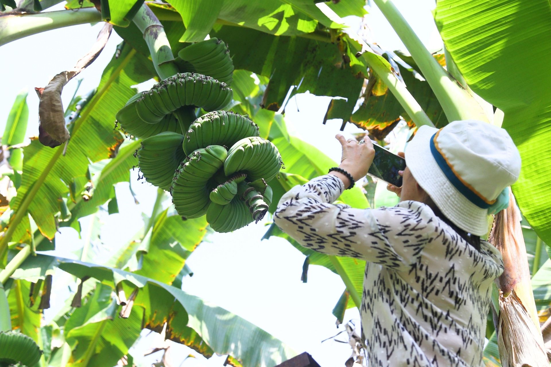 Nải chuối có hình dáng lạ, nhiều người muốn 'săn' về chưng Tết dù giá cao