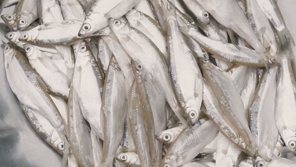 tép dầu đầm vạc.gif