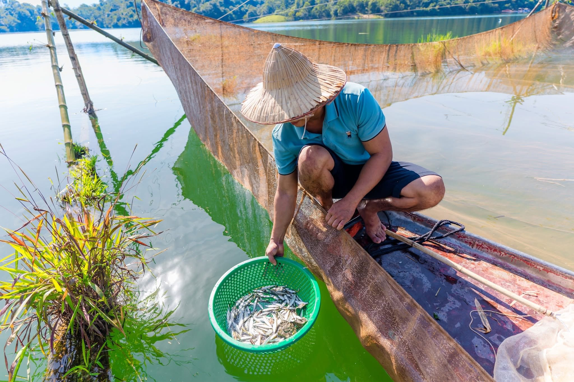 tép dầu   đồng đức hiệp 0.png