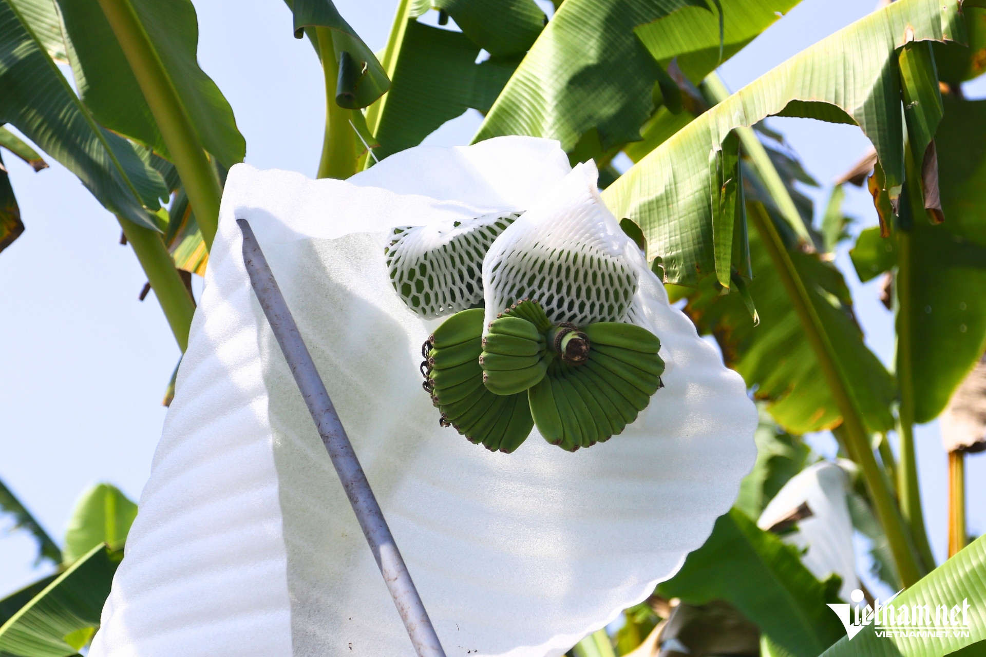 W-chuoi ban tay phat 2.jpg