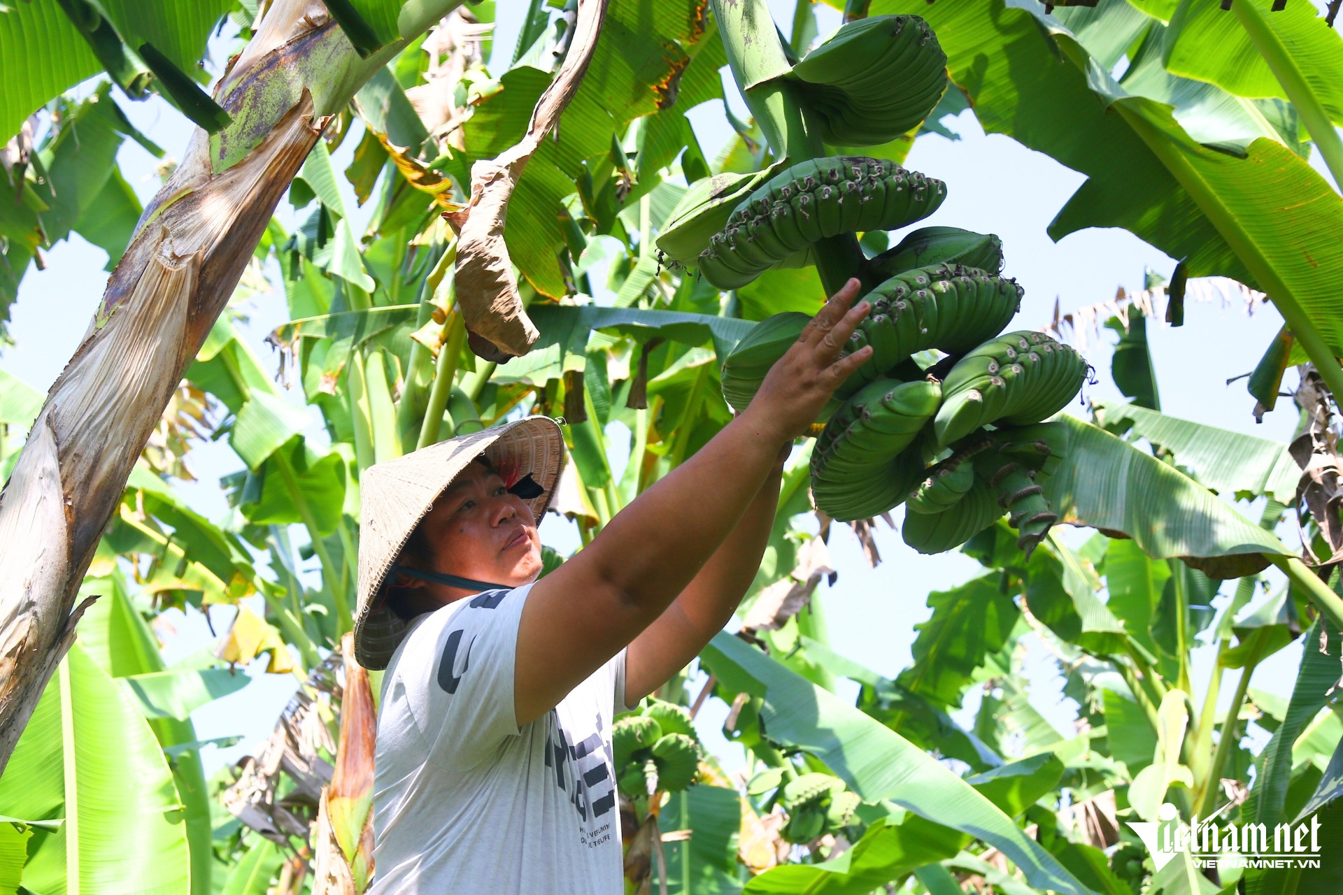 W-chuoi ban tay phat 3.jpg