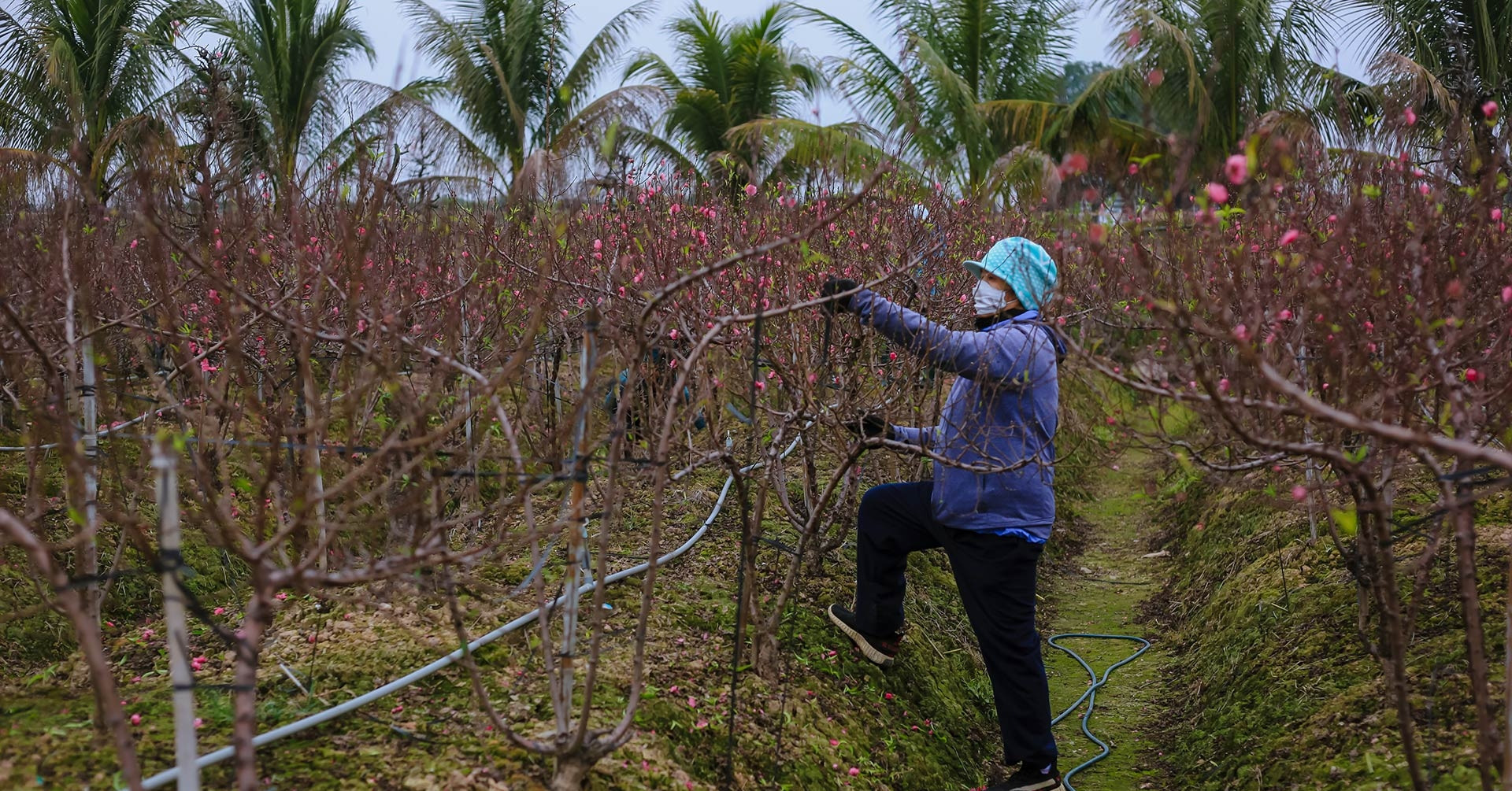 Đào ở vườn bung nở rực rỡ, nông dân chi tiền triệu mỗi ngày để kìm hãm