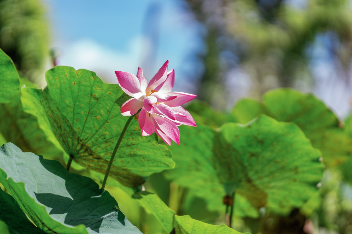 Hinh3_Sen hồng nở rộ.jpg