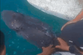 Kịp thời cứu cá heo mắc cạn, trả về biển Cô Tô