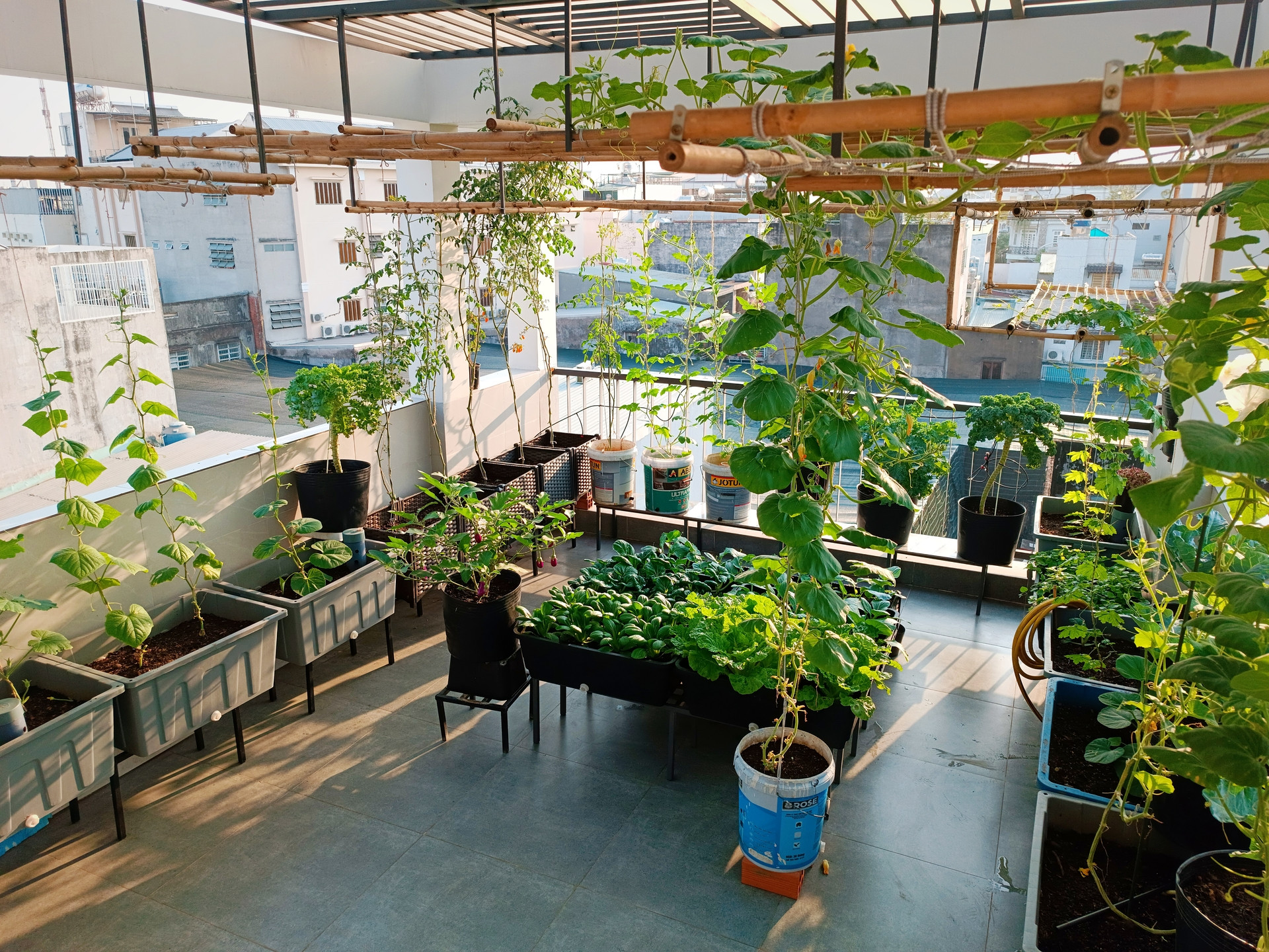 kỹ sư IT vườn sân thượng