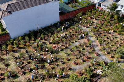 Lặt lá mai thuê: Sinh viên vừa kiếm tiền chơi Tết vừa gây quỹ thiện nguyện