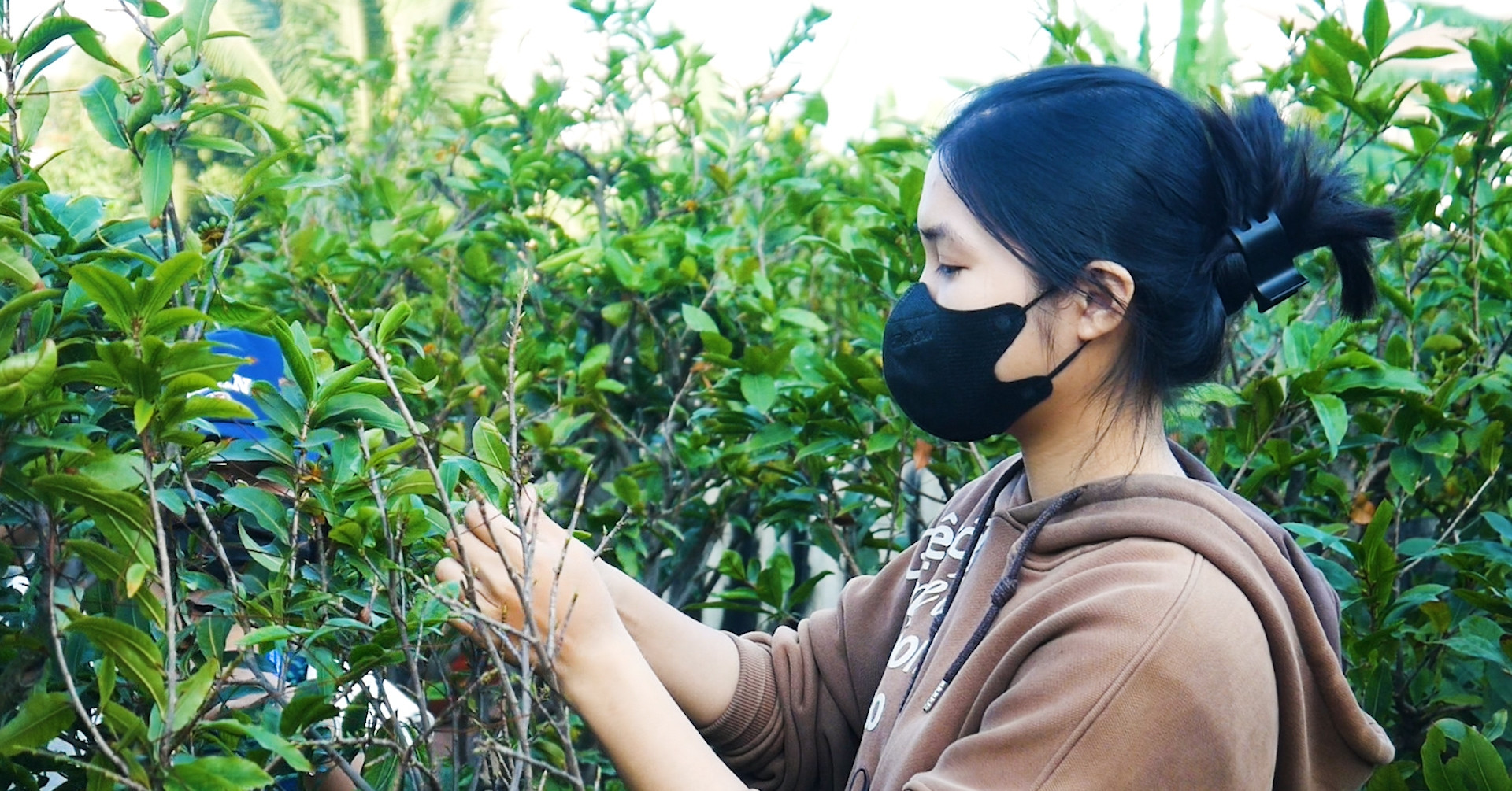 Lặt lá mai thuê: Sinh viên vừa kiếm tiền chơi Tết vừa gây quỹ thiện nguyện