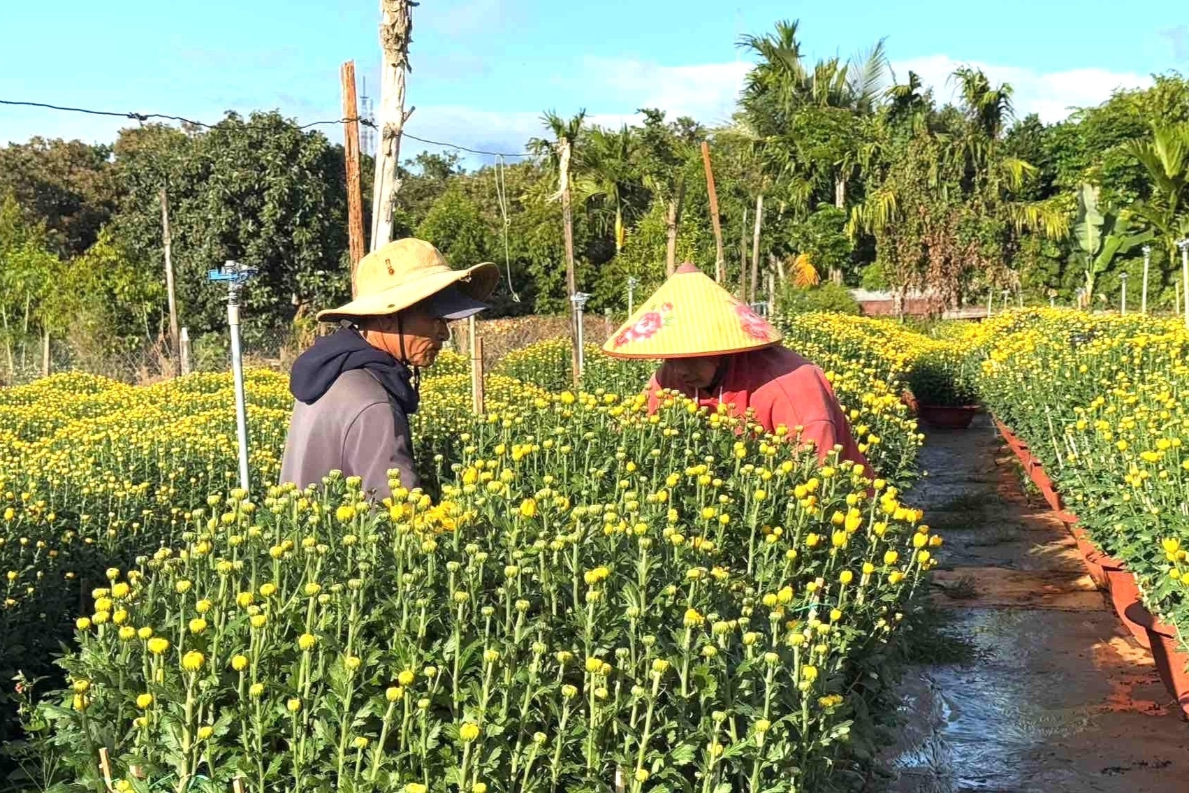 Thương lái chốt mua cả vườn hoa cúc ở Đắk Lắk, người dân nghỉ Tết sớm