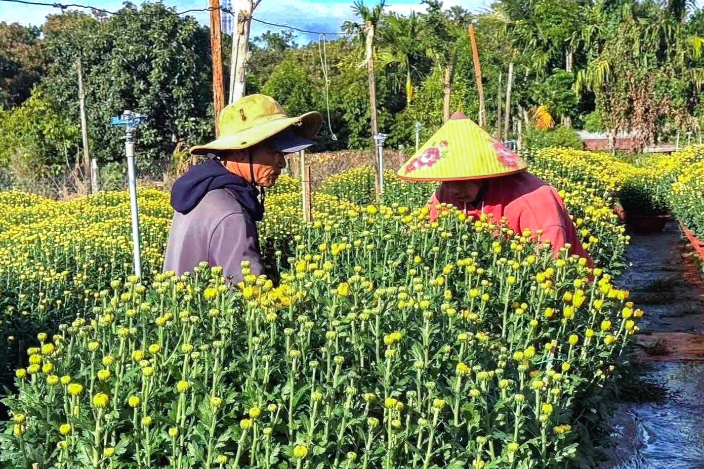 Thương lái chốt mua cả vườn hoa cúc ở Đắk Lắk, người dân nghỉ Tết sớm
