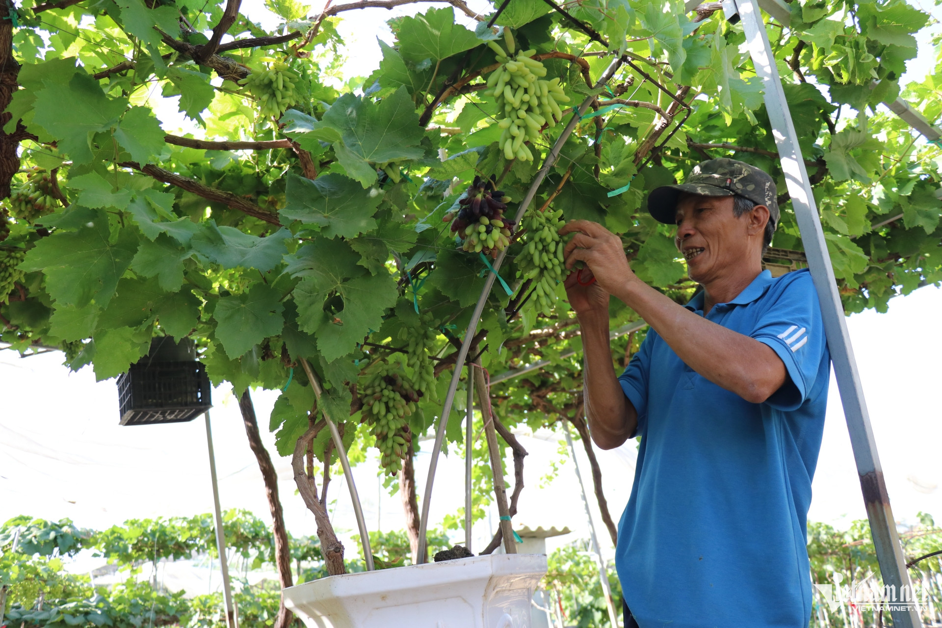 W-nho Khánh Hòa1.jpg