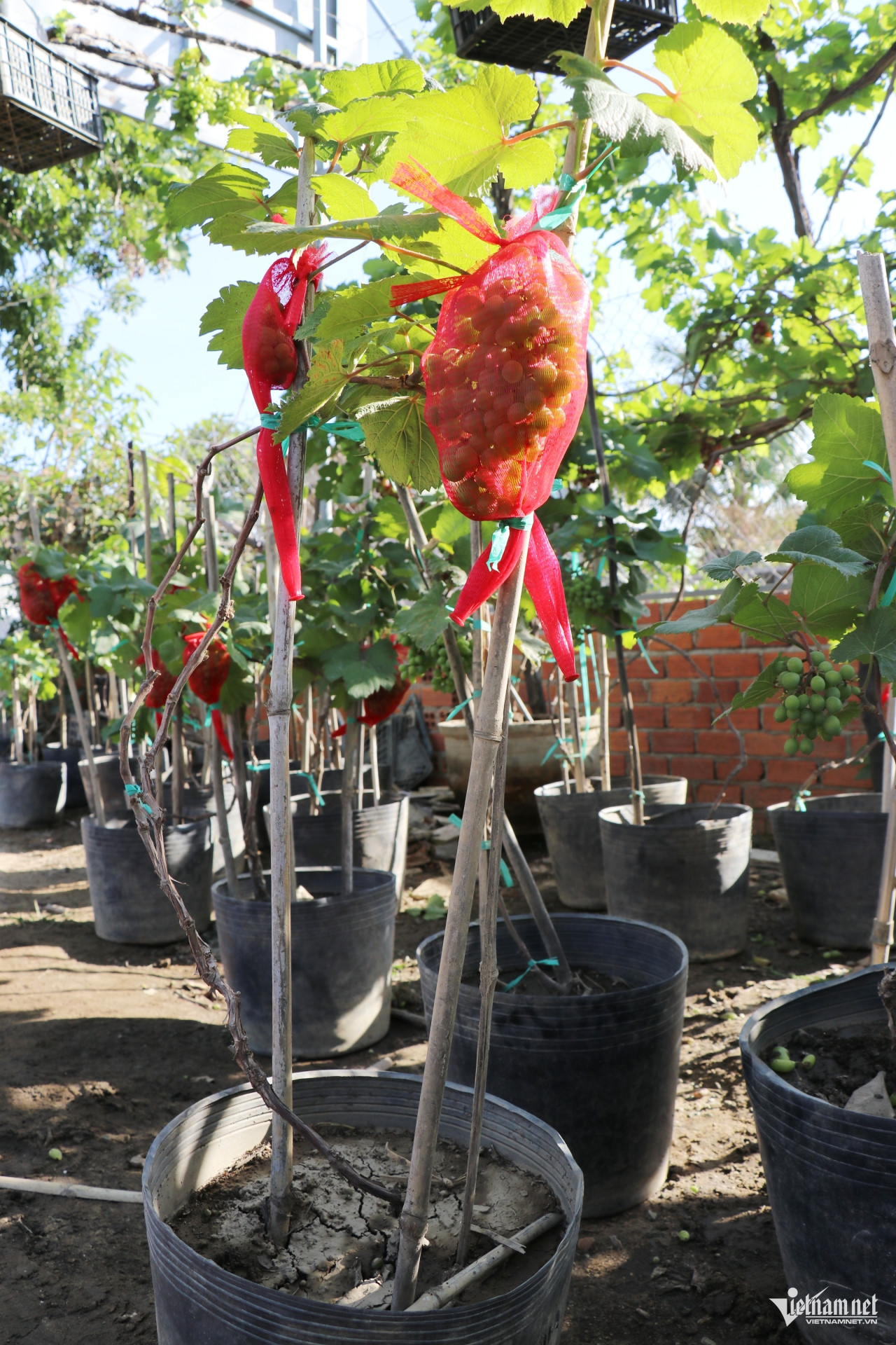 W-nho Khánh Hòa3.jpg