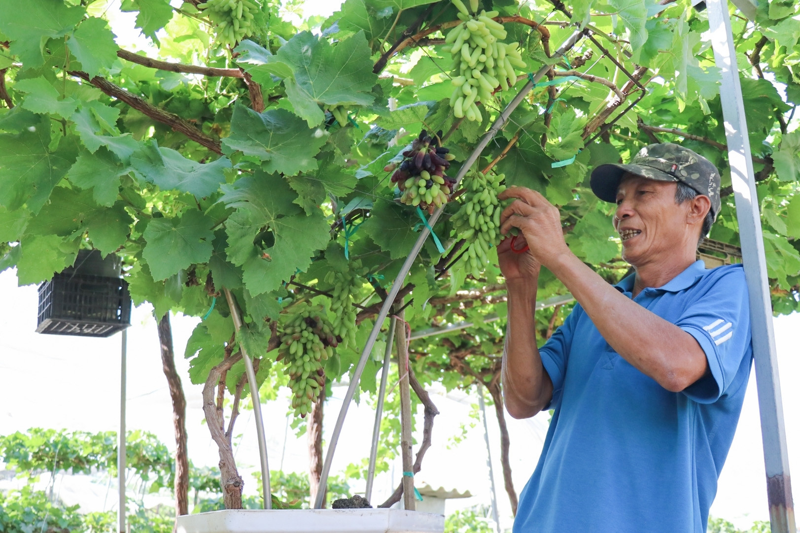 Nho cảnh Khánh Hòa 'hút hàng' dịp Tết, giá lên tới 3,5 triệu đồng/chậu